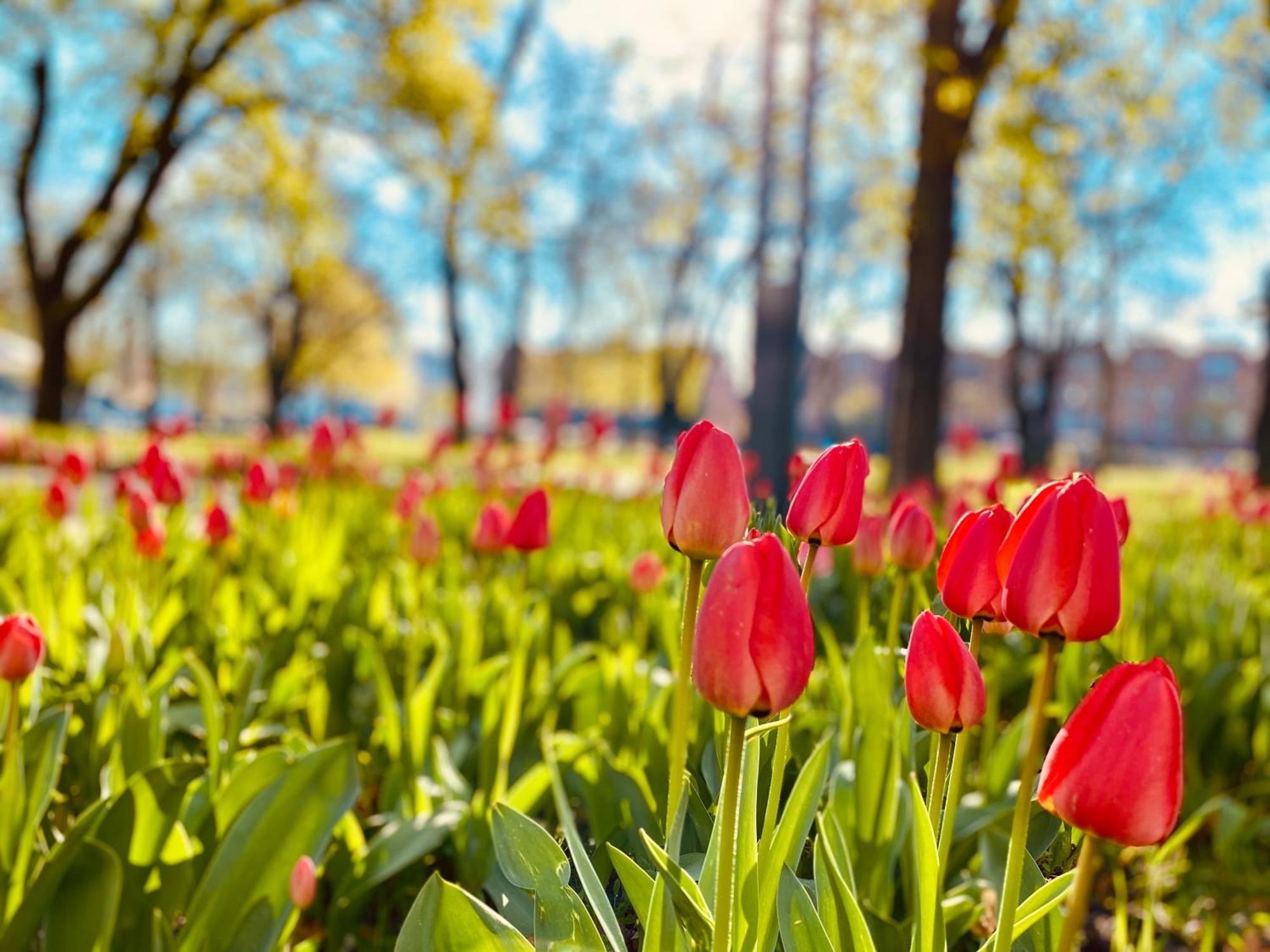 Schoene Aussichten Mitten In Berlin - Il Sole Exterior foto