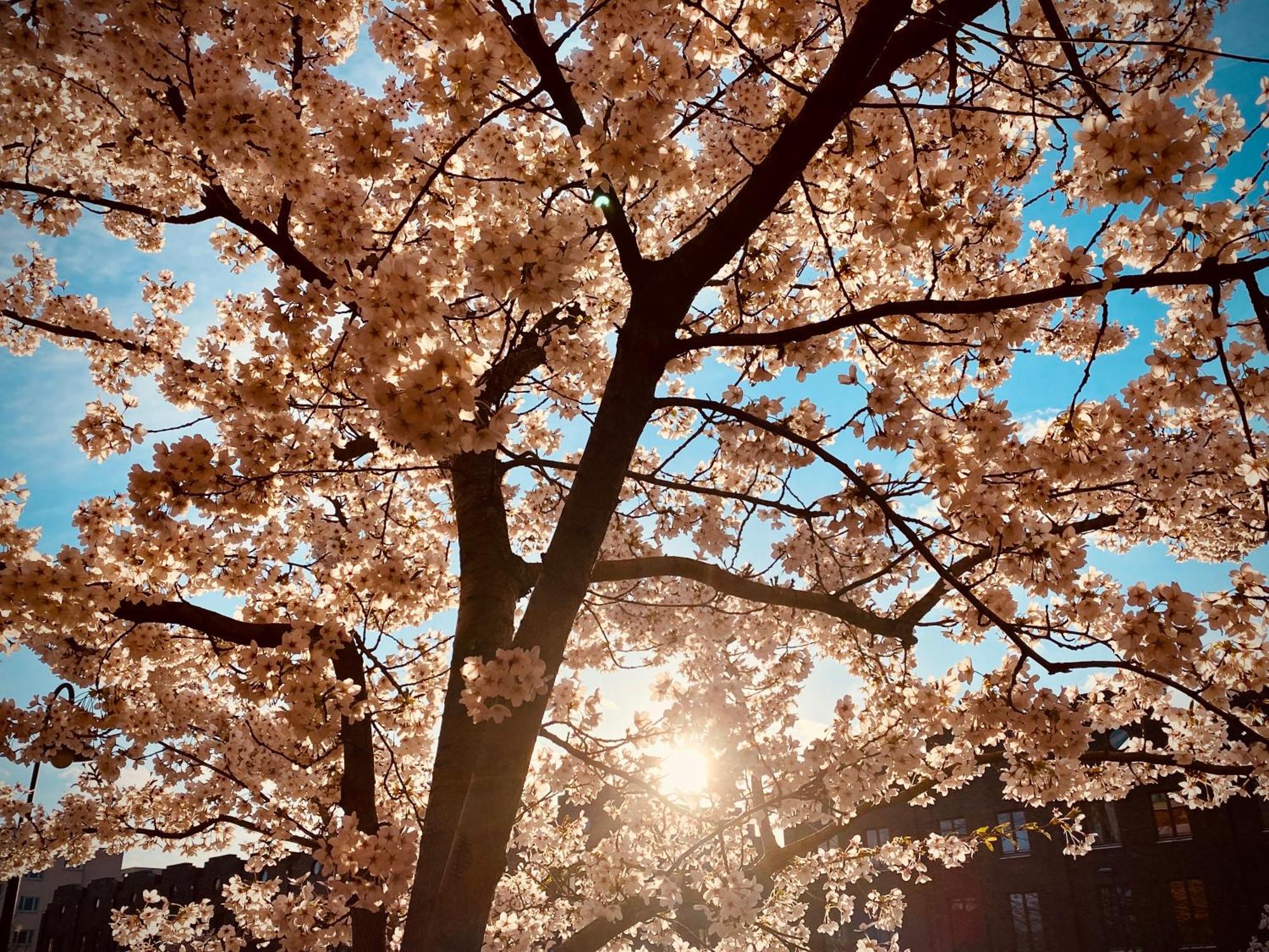 Schoene Aussichten Mitten In Berlin - Il Sole Exterior foto